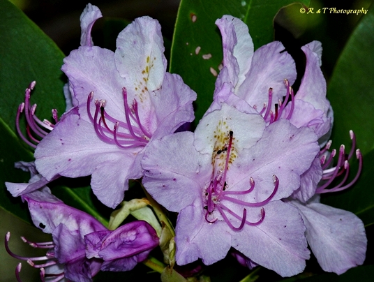 {Rhododendron catawbiense}